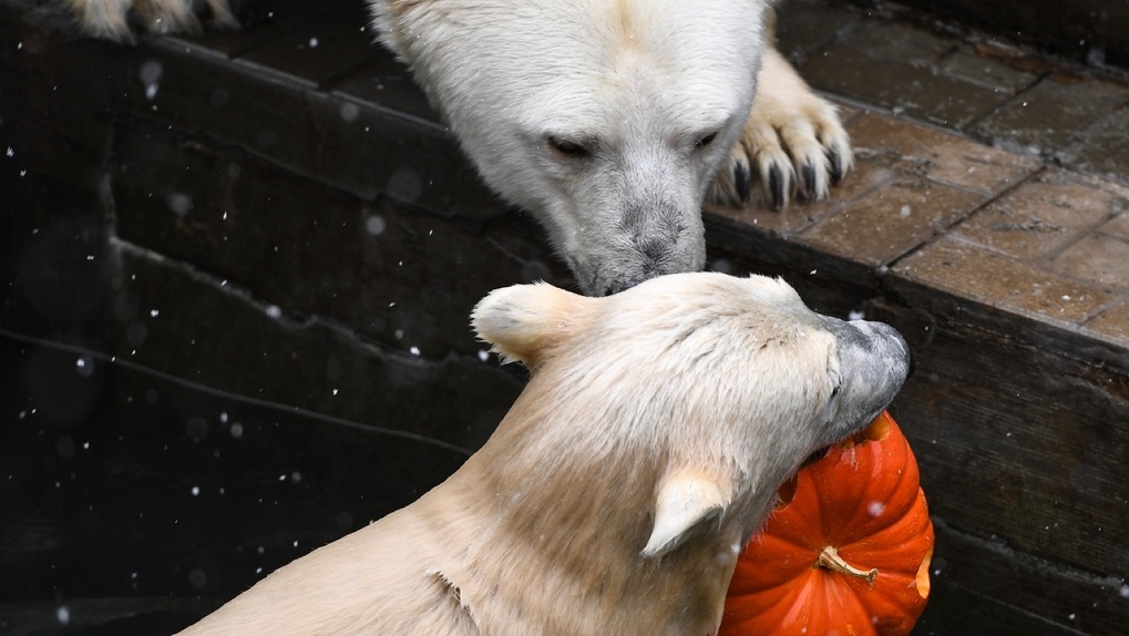 Белых медведей из Новосибирского зоопарка накормили «каретами» и «светильниками»