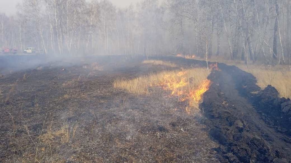 Огонь прорвался в леса: в Называевском районе ввели режим повышенной готовности