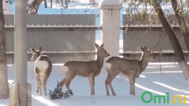 Искусственный интеллект начнёт распознавать диких животных в Омской области