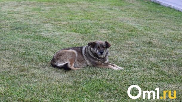 В Омске стая собак напала на школьника: СК проводит проверку