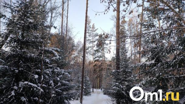 Незаконная рубка деревьев закончилась судом для сибиряка в Новосибирской области