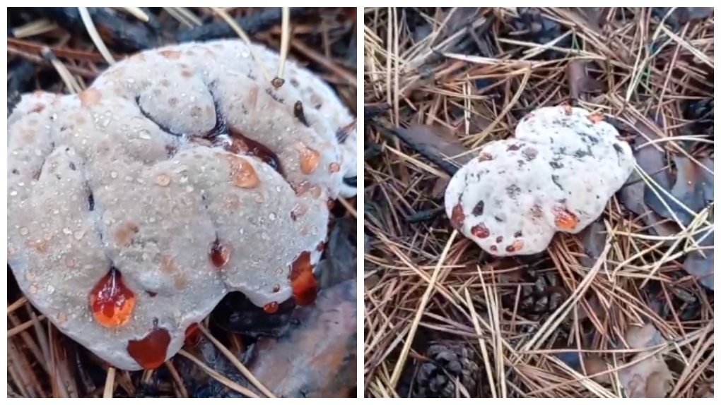 Ядовитый гриб «Зуб дьявола» нашли под Новосибирском