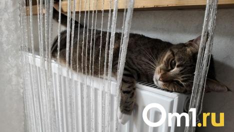 Омичка спасла от смерти котёнка, который залез погреться под капот