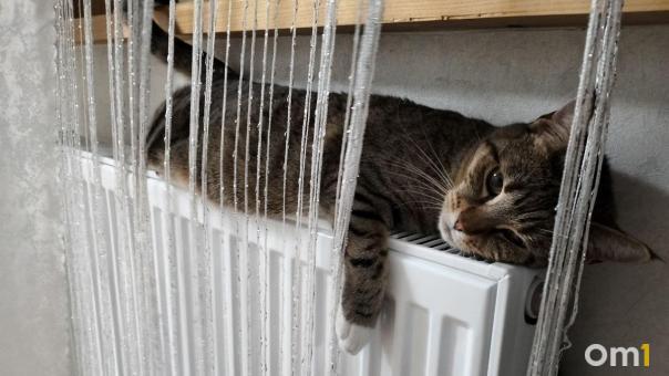 Омичка спасла от смерти котёнка, который залез погреться под капот