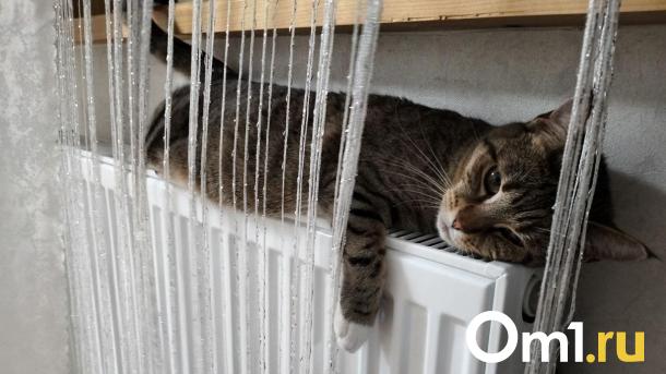 Омичка спасла от смерти котёнка, который залез погреться под капот