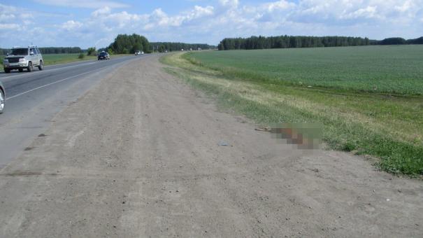 В Омской области водители сбили двух косуль