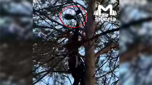 Альпинист спас ворону, висящую вниз головой на дереве в Новосибирской области