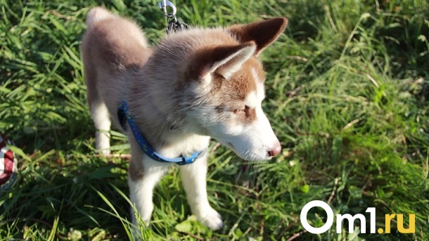 Власти предлагают штрафовать омичей, которые выкидывают на улицу домашних животных