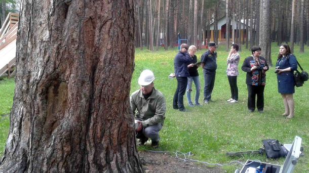 324-летняя сосна из Бердска может получить статус главного дерева страны