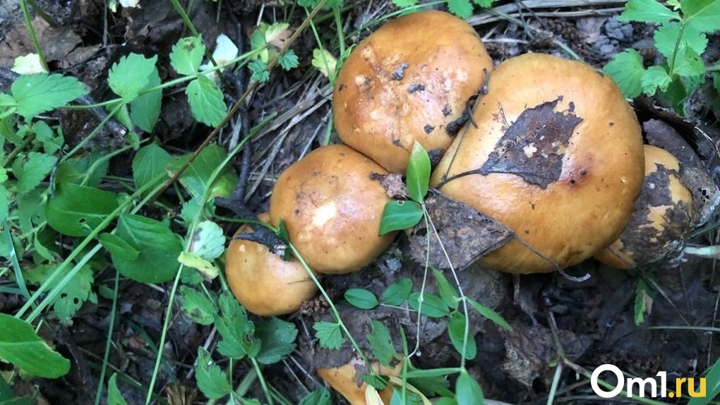 Жительница Новосибирска похвасталась богатым урожаем грибов в местном лесу