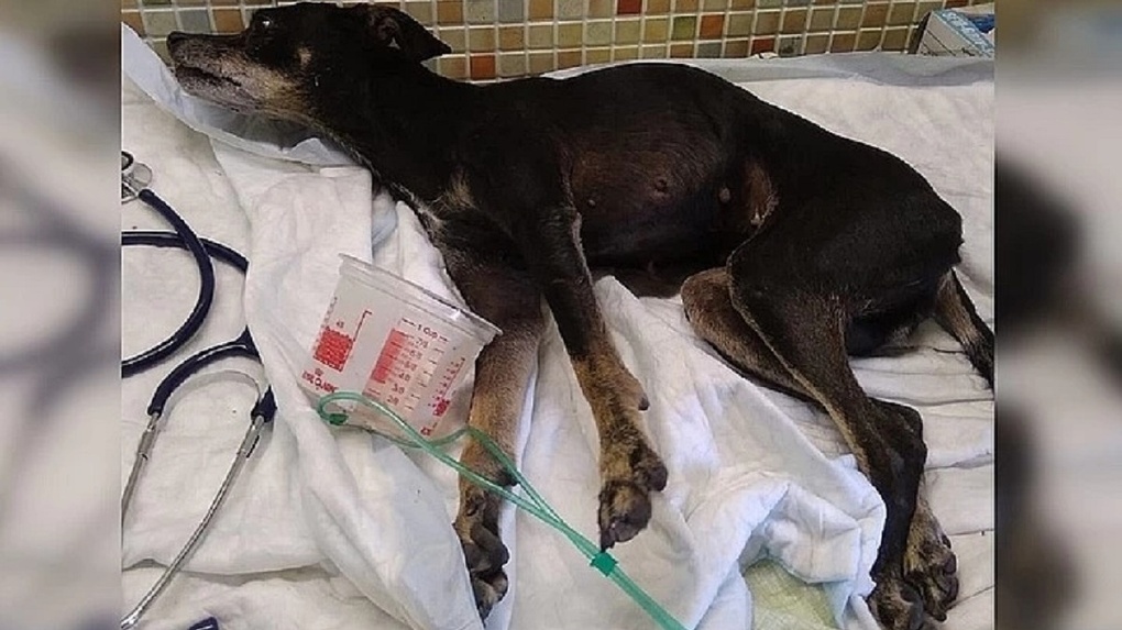 Всё ещё не может ходить: новосибирцы чудом спасли собаку со сломанным позвоночником