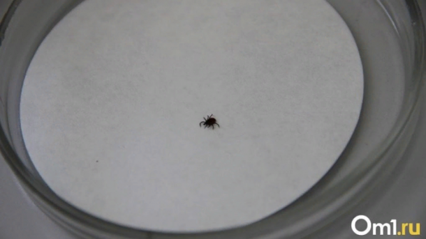 В Омской области начали просыпаться клещи