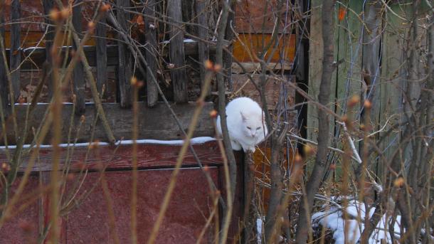 Юный омич снял с дерева кошку, но застрял на нём сам