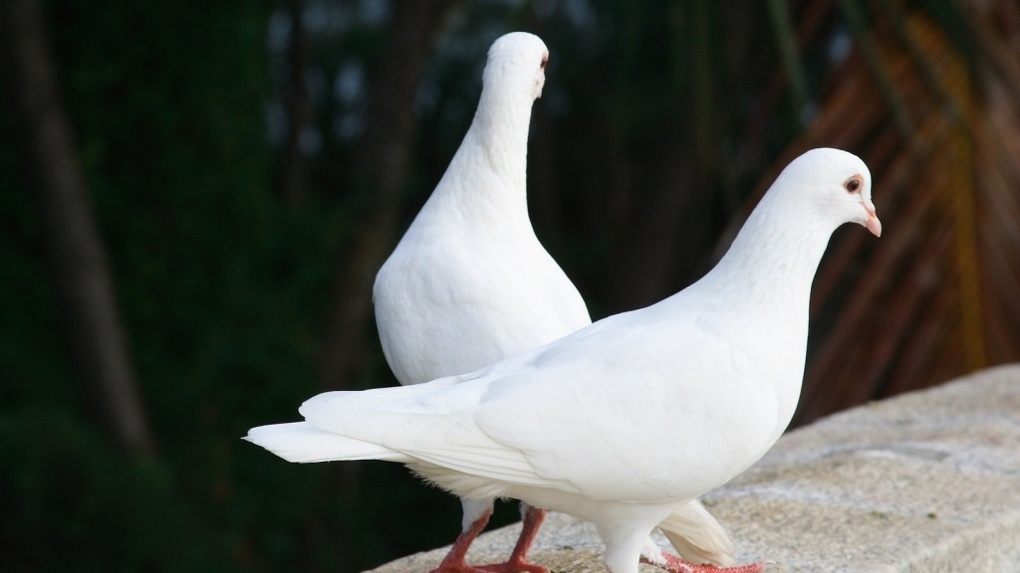 Омского живодера могут отправить в тюрьму за убийство голубя