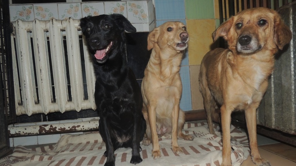 В Омске три собаки лишились дома после убийства их хозяйки