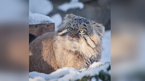 «Такого не было никогда!»: видео с манулом из Новосибирского зоопарка собрало шесть миллионов просмотров