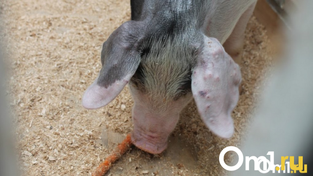 В Омской области выявили особо опасное заболевание свиней: введён карантин