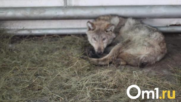 В соседнюю с Омском область вслед за косулями пришли стаи волков