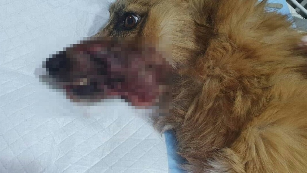 Засунули в рот петарду: собаку со страшным повреждением челюсти спасут ветеринары из Новосибирска