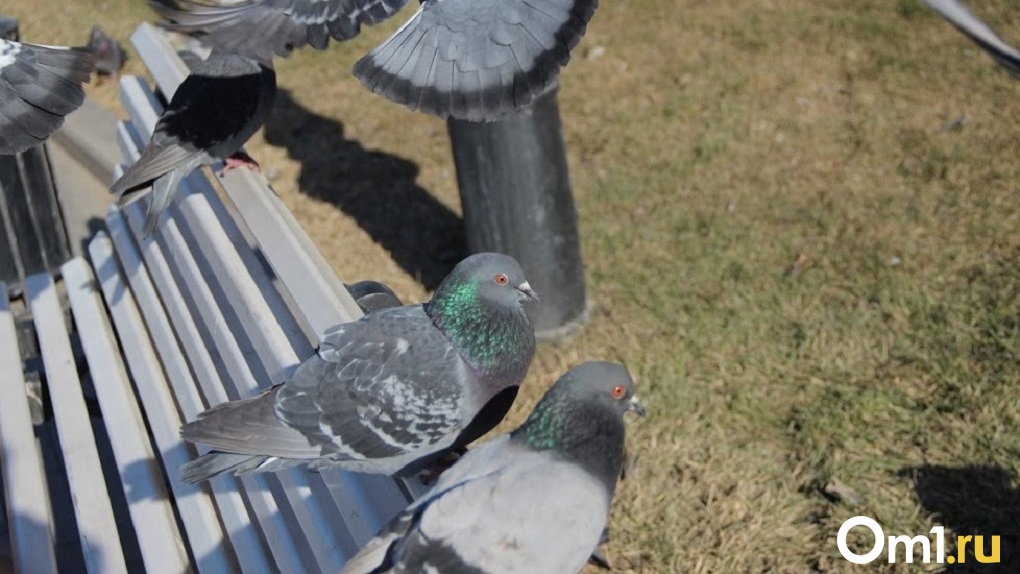 В Новосибирске массово гибнут голуби