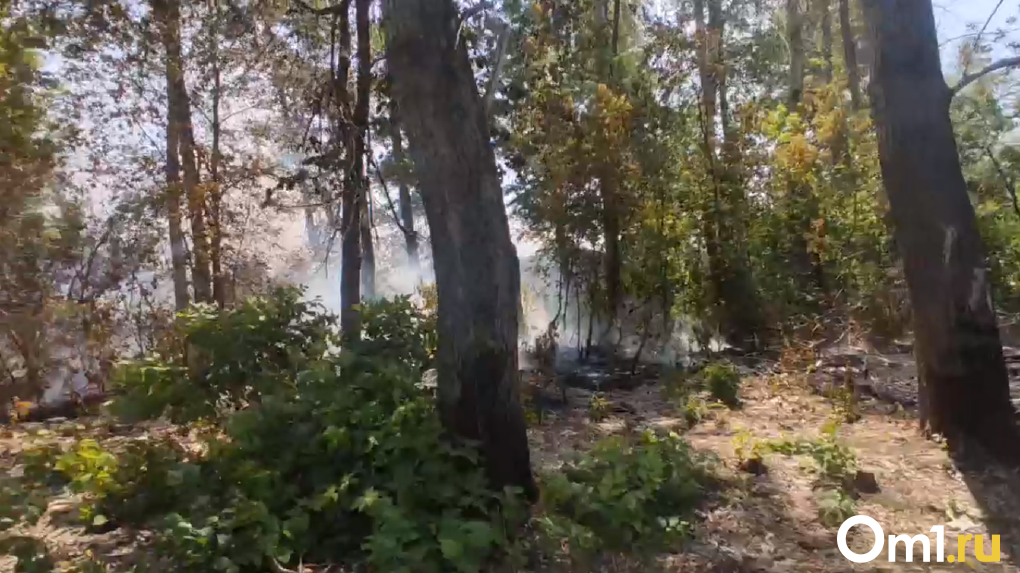 В Омске загорелась лесополоса рядом с дачами в городке Нефтяников