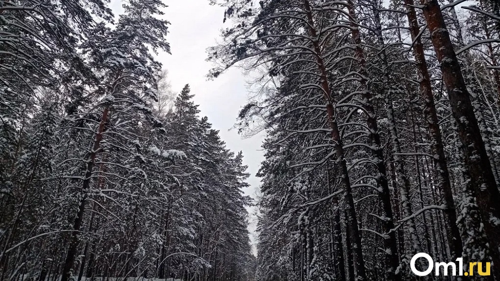 Крепкий мороз: аномальный холод ударит в Новосибирске и Омске на старый Новый год