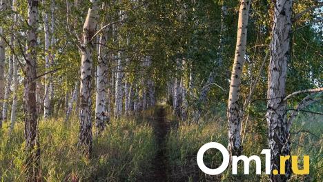 От укусов клещей в Омской области пострадали более 1 300 детей