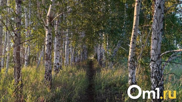 От укусов клещей в Омской области пострадали более 1 300 детей