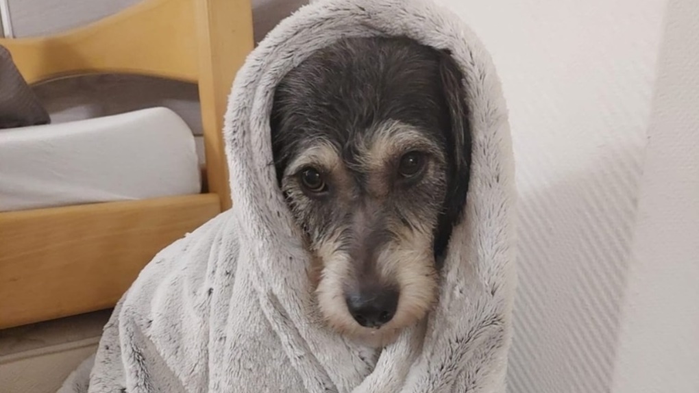 Омская собака Вафля добралась до Германии и встретилась с новыми хозяевами