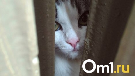 Родители, котики, дети: омичи рассказали, к чьему мнению они прислушиваются в первую очередь