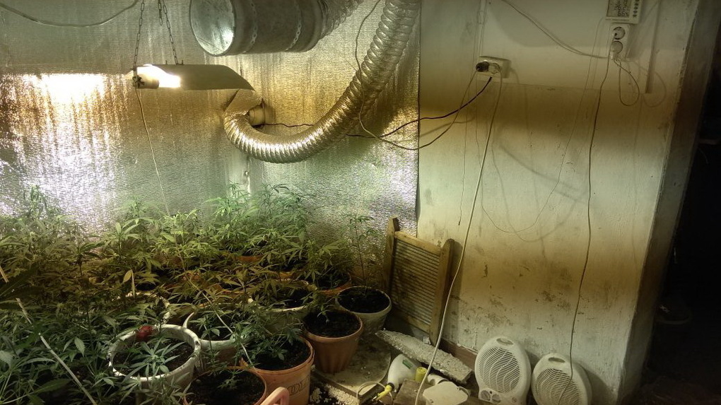 выращивание в погребе марихуаны