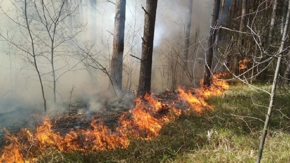 Уничтожено 70 гектаров леса: главу лесхоза осудят за поджог деревьев под Новосибирском