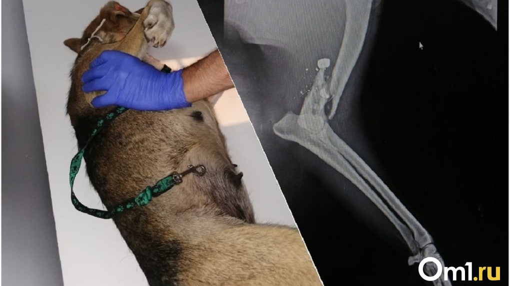 В Омске ироды расстреляли собаку, оставив умирать на земле. ФОТО