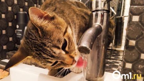 Плановые работы: часть омичей временно останется без холодной воды