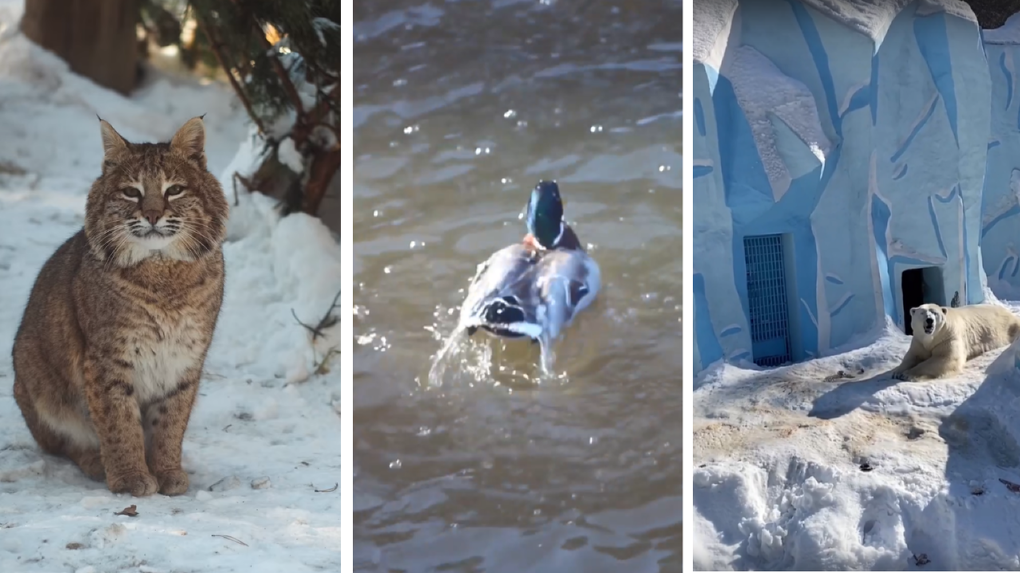 Сотрудники Новосибирского зоопарка поделились видео с первых весенних прогулок животных