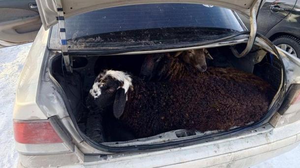 Украли более 40 животных: омичам, возившим баранов в салоне машины, вынесли приговор