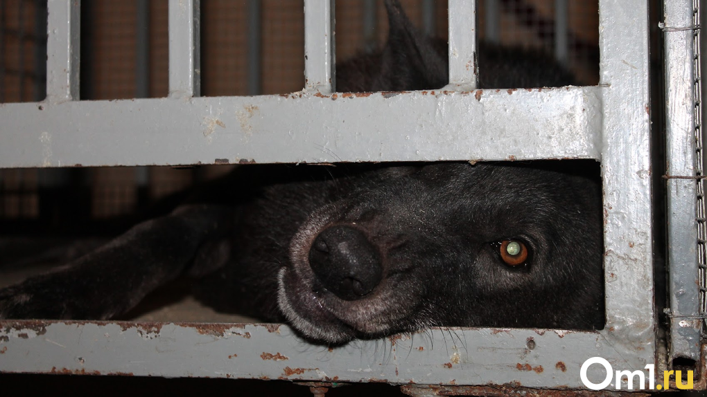 Терапия до конца мая: стая бродячих собак накинулась на жительницу Новосибирска