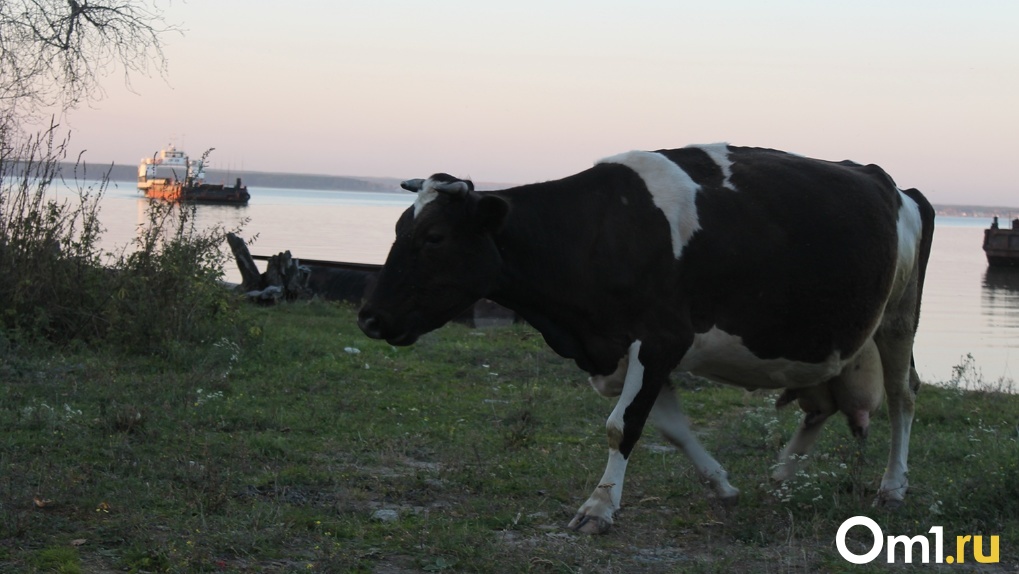 Учёные установили генотипы вируса лейкоза крупного рогатого скота в Новосибирской области