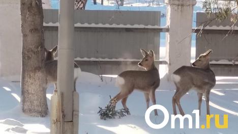 «Город для них – лабиринт»: зоозащитница заявила, что омские косули оказались в ловушке