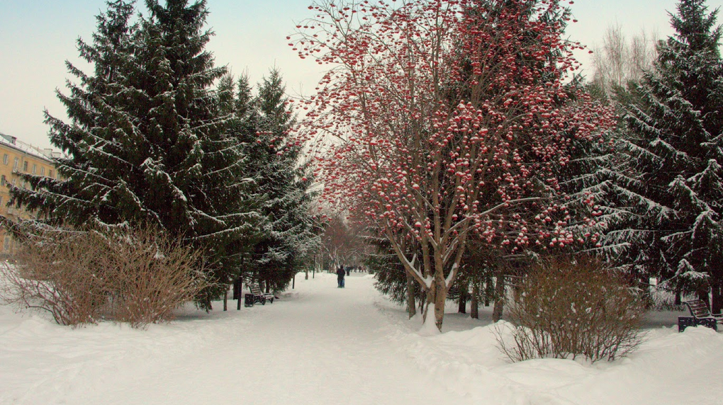 О самом морозном дне в истории Новосибирска рассказала синоптик Анна Лапчик