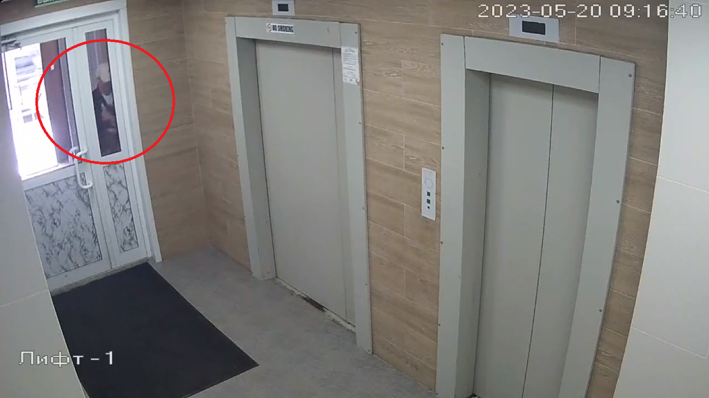 В Новосибирске на видео попали жестокие кадры избиения щенка