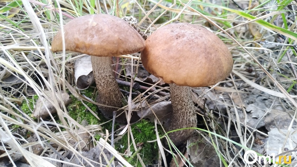 Омичи продолжают выносить из леса грибы, несмотря на лёд и снег