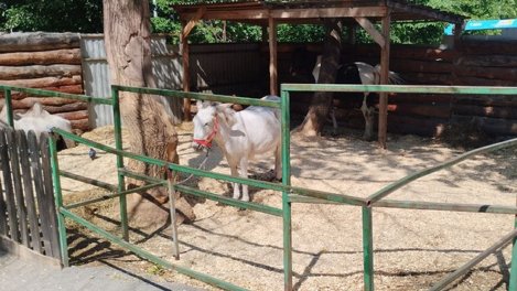 Россельхознадзор проверил жалобы новосибирцев на некачественное содержание животных в парке Кирова