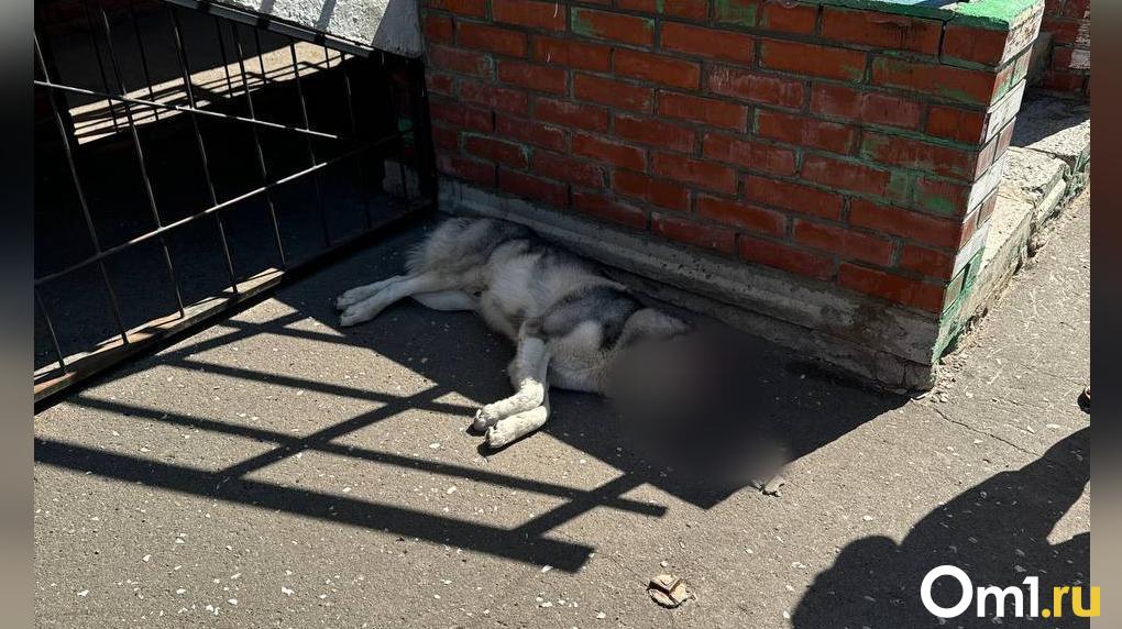 В Омске собака спрыгнула с 6 этажа, спасаясь от мучений