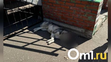 В Омске собака спрыгнула с 6 этажа, спасаясь от мучений
