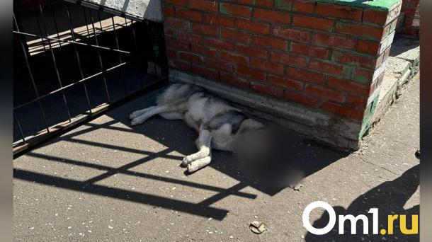 В Омске собака спрыгнула с 6 этажа, спасаясь от мучений