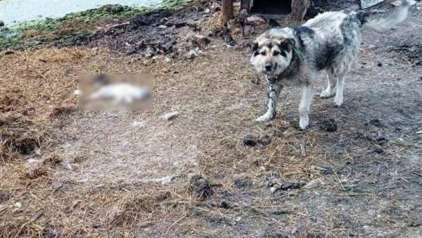 Омич может сесть на пять лет за убийство кошки