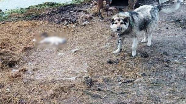 Омич может сесть на пять лет за убийство кошки