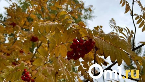 Неделя в Омске начнётся с кратковременных дождей