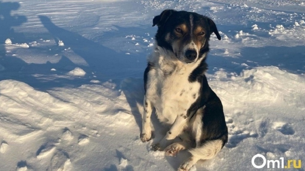 Упала и не двигалась: охранник жестоко избил собаку в Новосибирске. ВИДЕО
